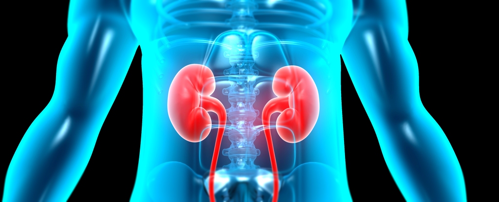 Are "Forever Chemicals" Harming Our Kidneys? Study Reveals Link to Long-Term Damage
